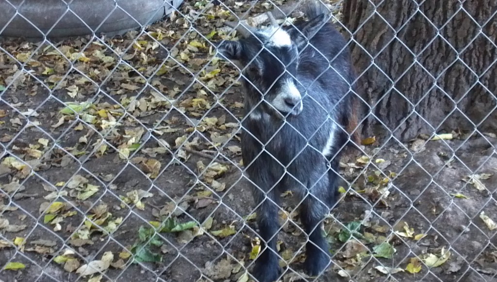 2013-10-22_18-03-05_423