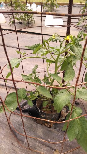 IMG_20150428_121930981